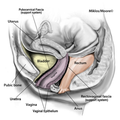 Apical Prolapse - Virginia Beach OBGYN