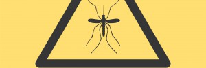 Zika Virus